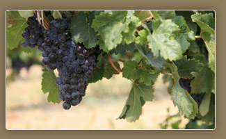 Come in today and enjoy a glass of wine at Beacon Landing